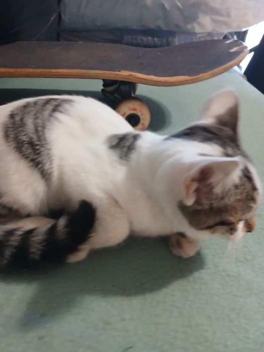 Garinha com 2/3 meses muito meiga