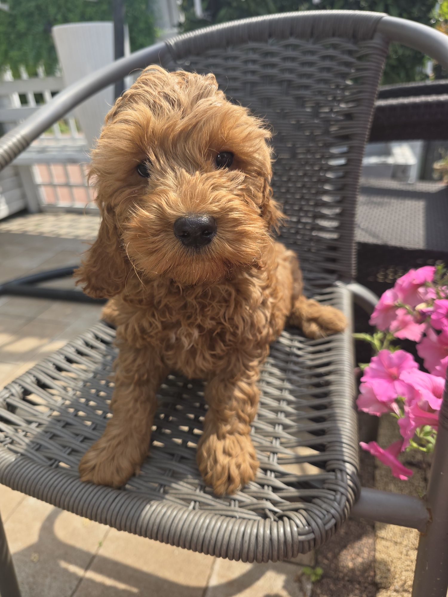Cockapoo samczyk cocker spaniel I pudel