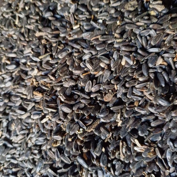 Продаю зерно,пшениця,ячмінь,соняшник.