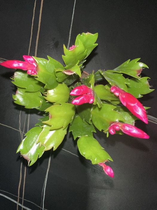 Кімнатні рослини/квіти