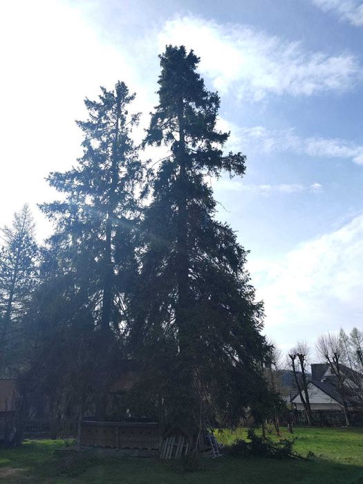 wycinka i  pielęgnacja drzew alpinistycznie rębak regulacja tui