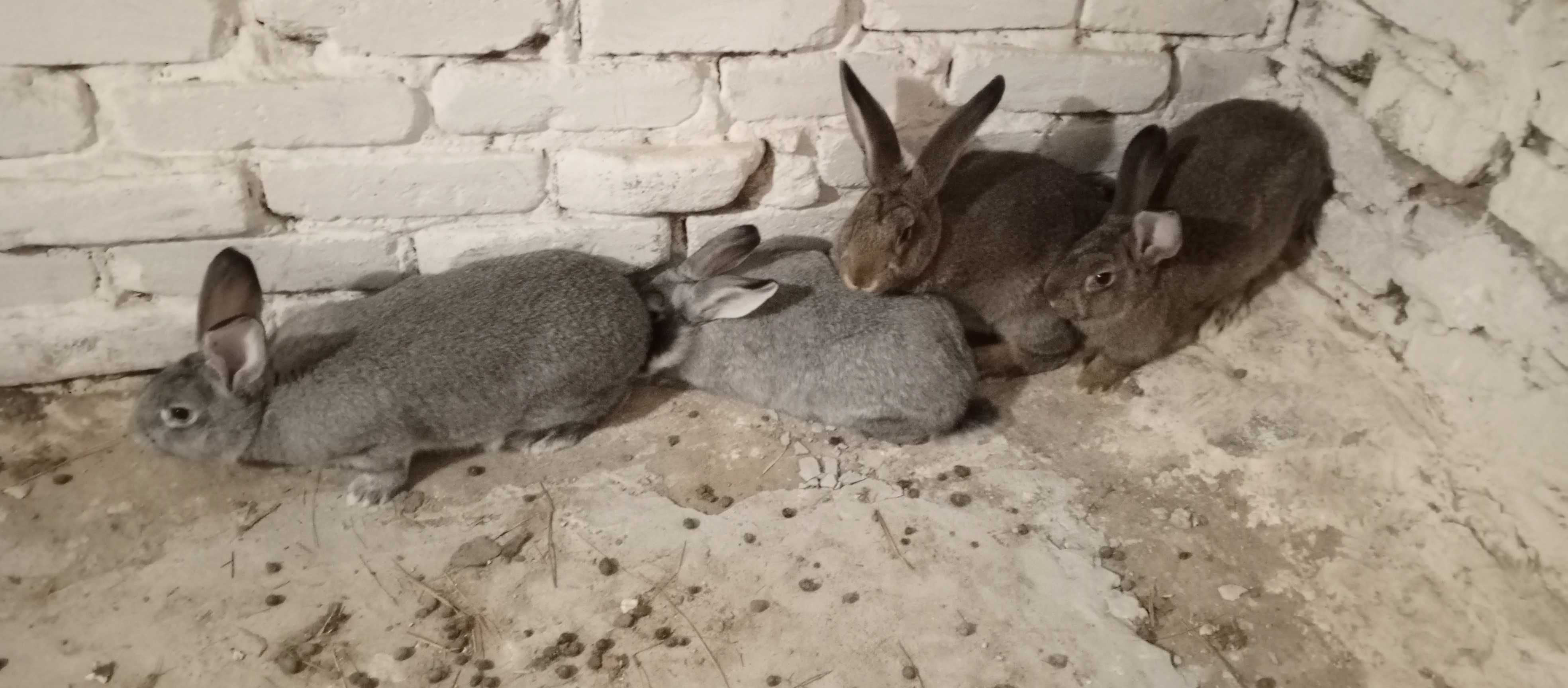 Кролики 4 месяца