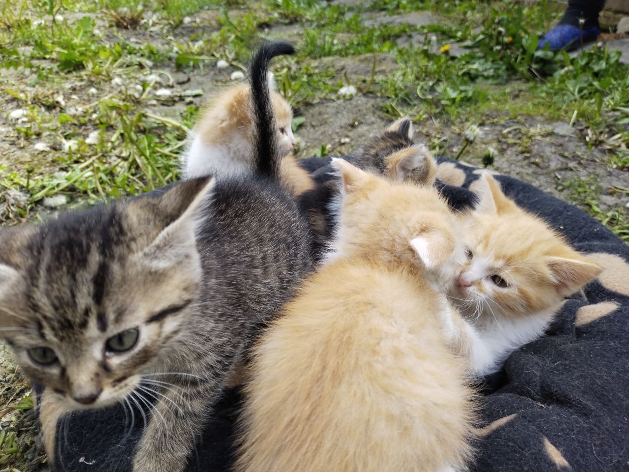 віддам котиків в добрі руки
3 хлопчики та 2 дівчинки шукають люблячу д