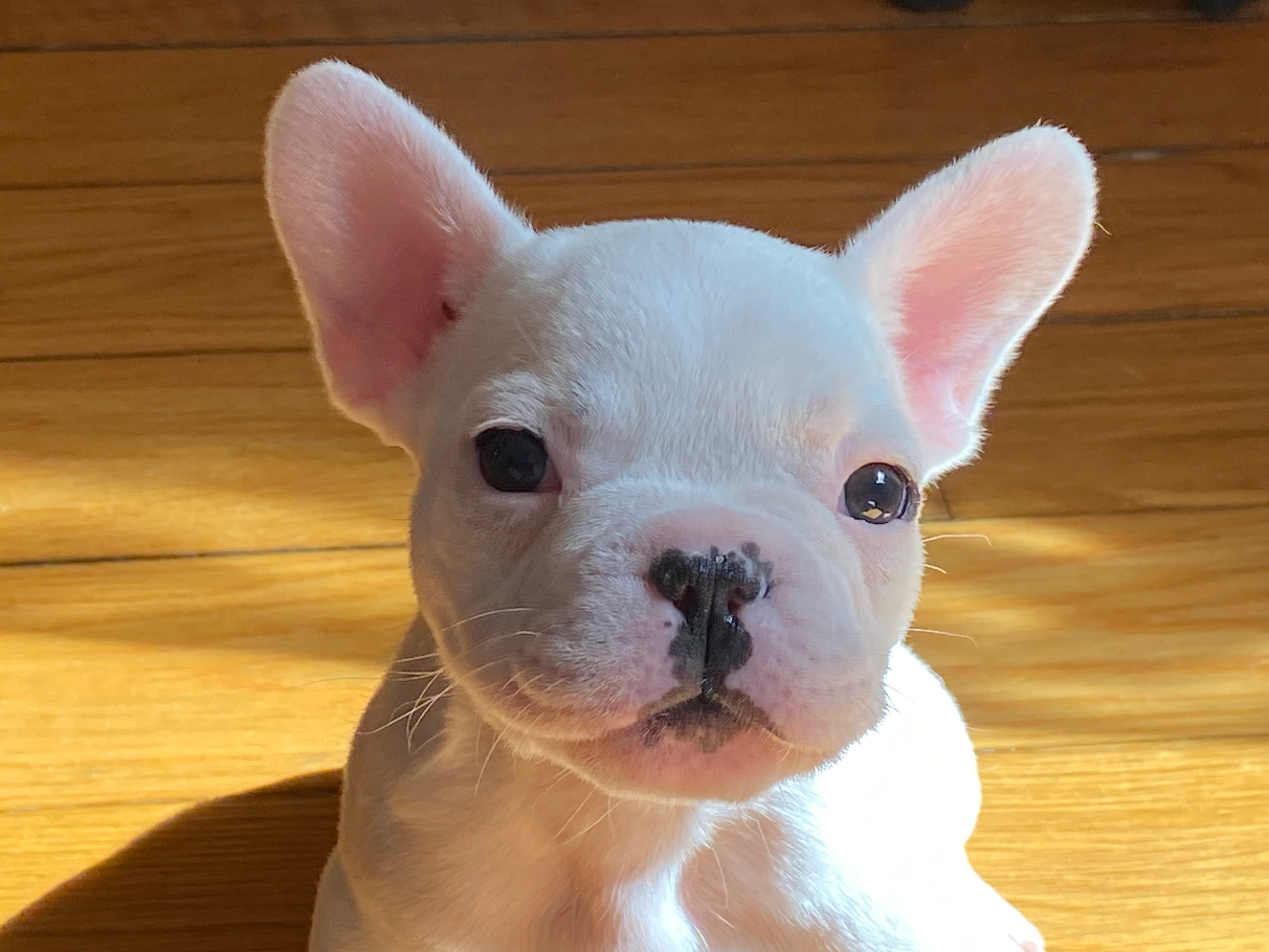 Bulldog francês fêmea
