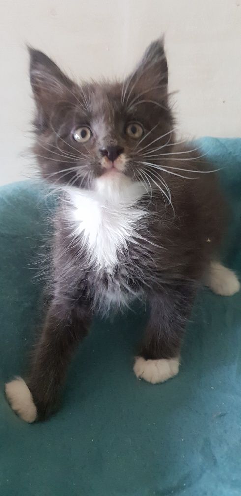 Kocurek Maine Coon