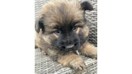 3mies.SZCZENIĘTA (parka)- będą ŚREDNIE/duże