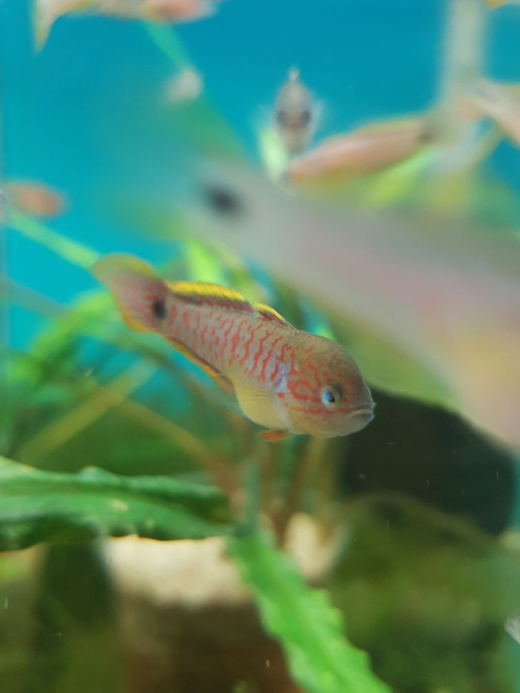 Głowaczyk Barwny