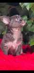 Dlugowlosy chihuahua