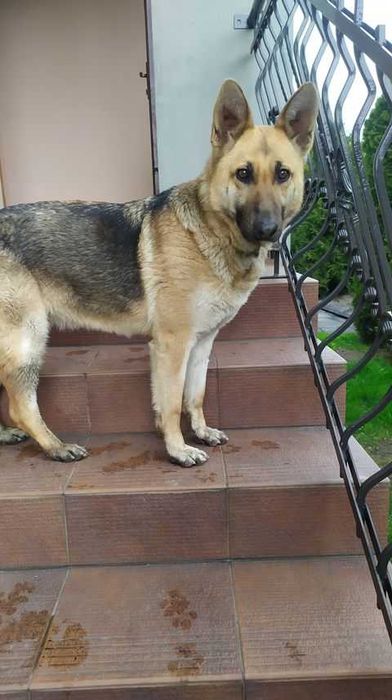 psy okolo 300 psow ze schroniska w lututuwie czeka aktualne