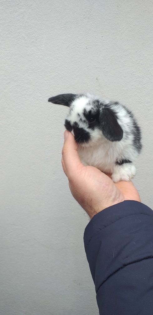 Kit Coelhinhos anões mini lop belier puros