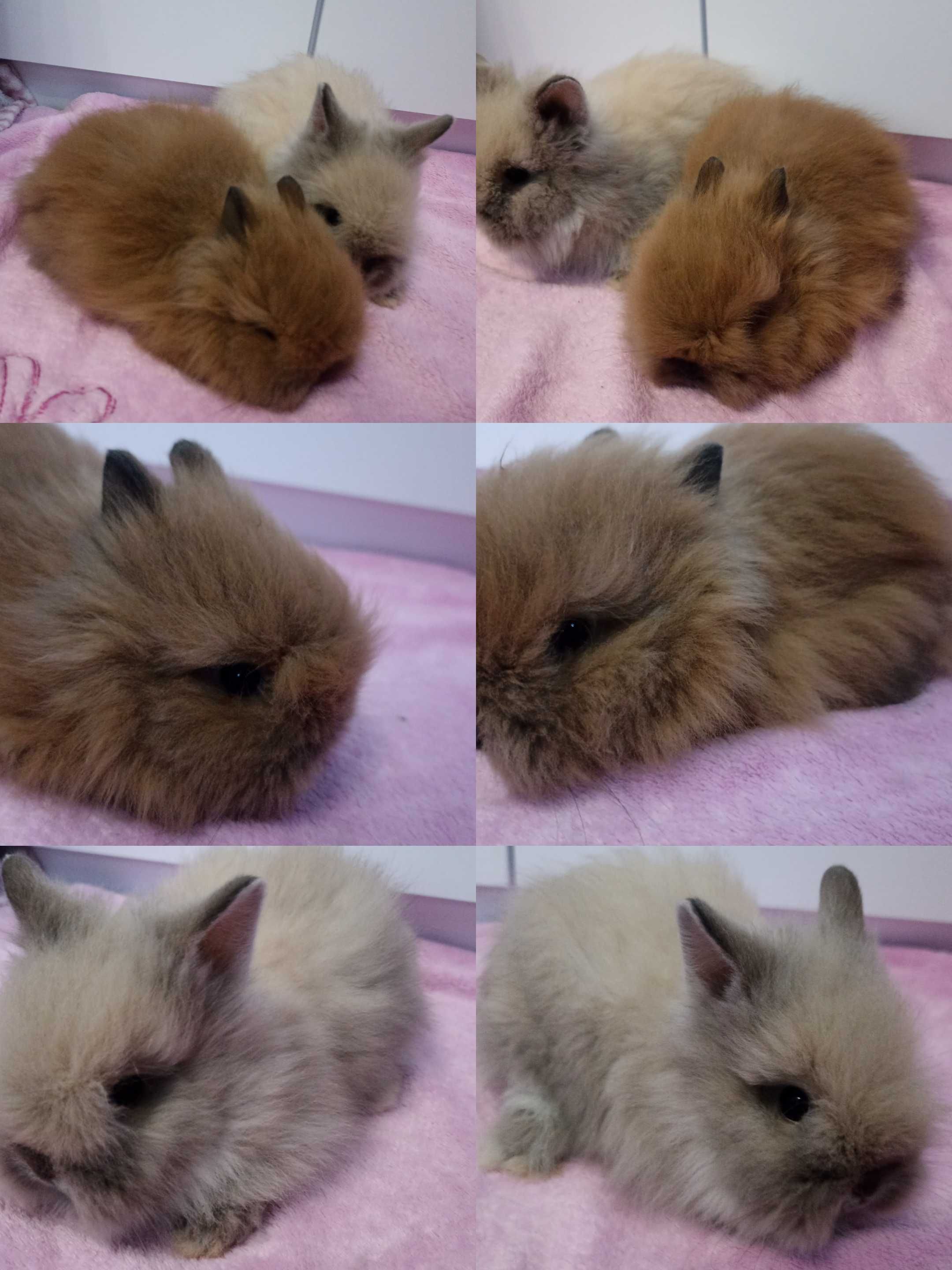 Królik Karzełek Teddy królik Miniaturka gotowe do odbioru króliczki