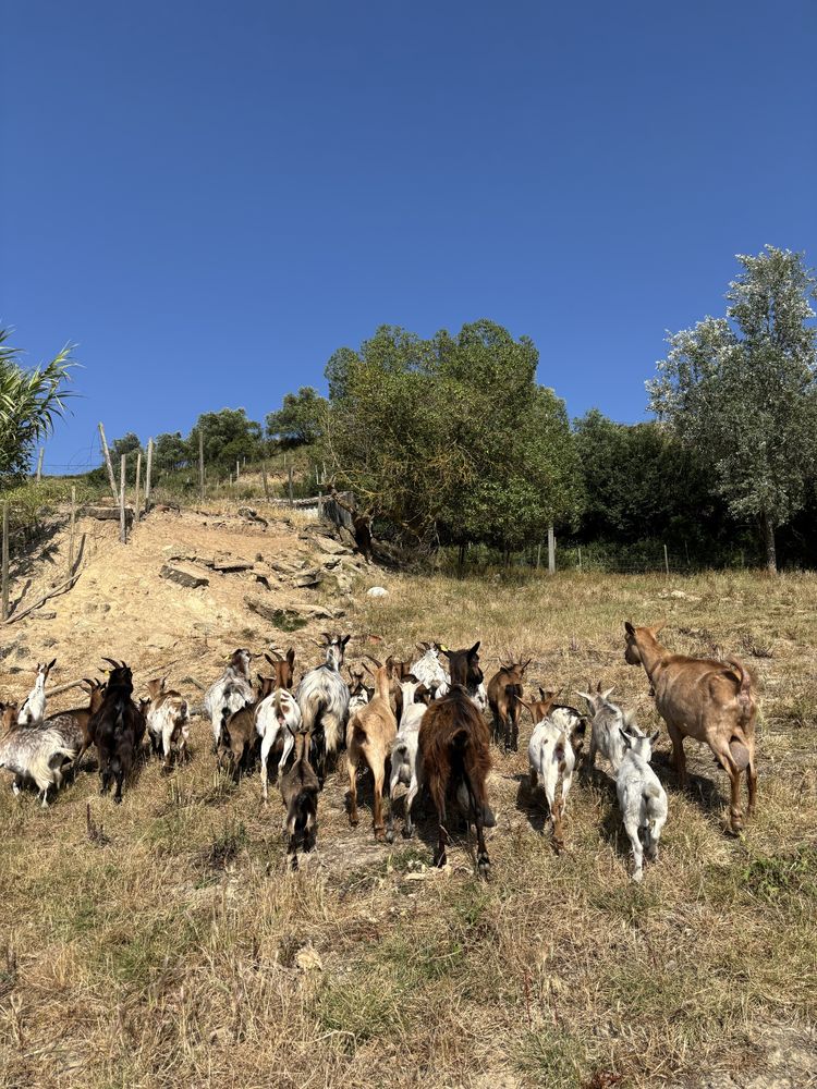 Cabras anãs - M/F