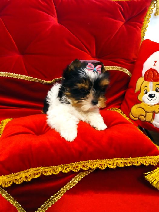 Śliczna suczka z metryką ZKwP Biewer Yorkshire terrier.