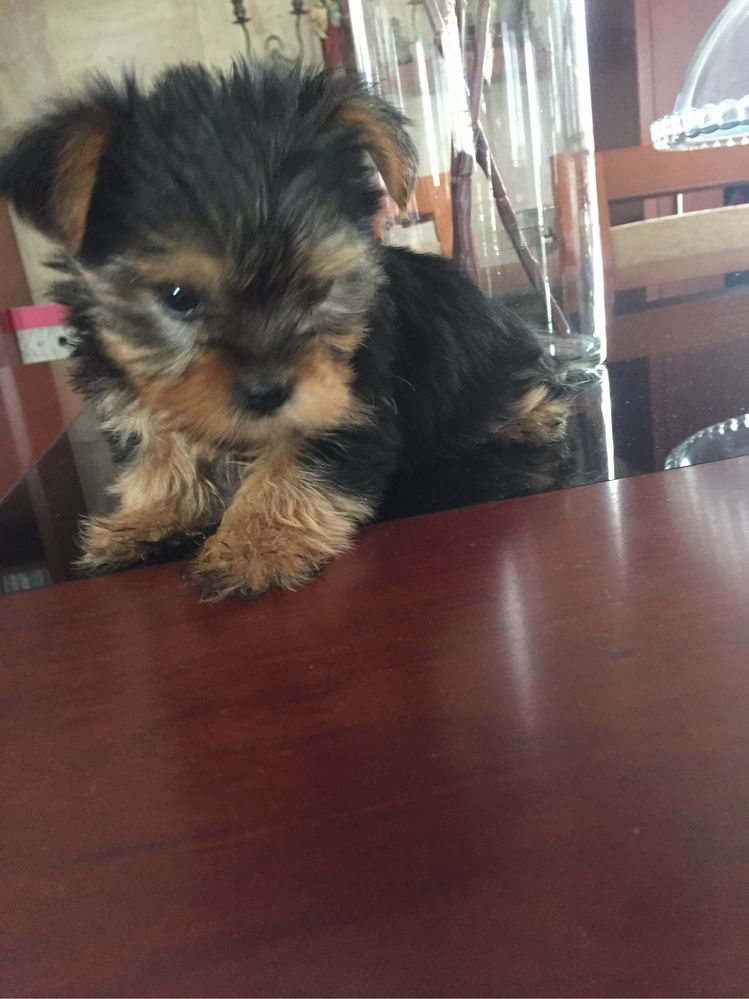 Yorkshire terrier menino super nini