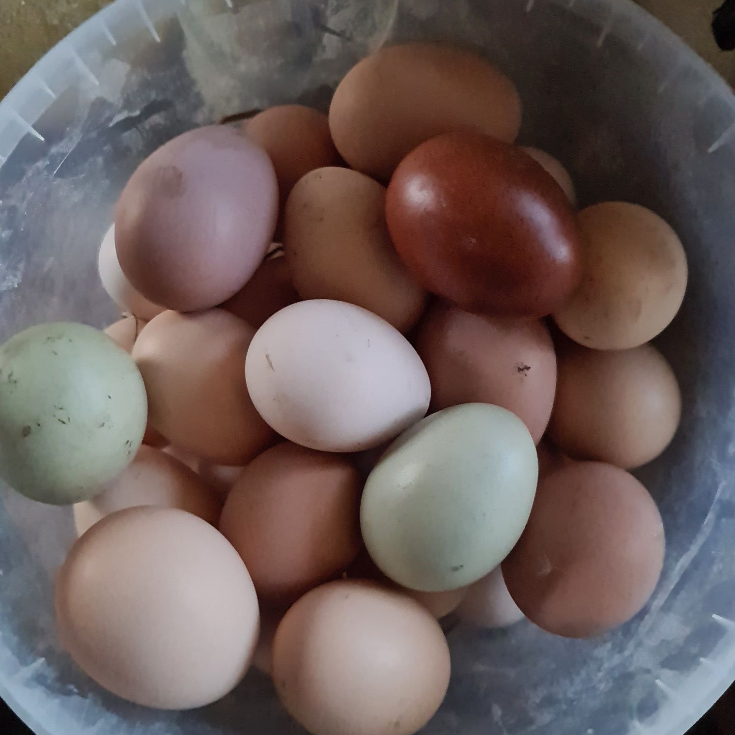 Курчата  з кольорових яєць