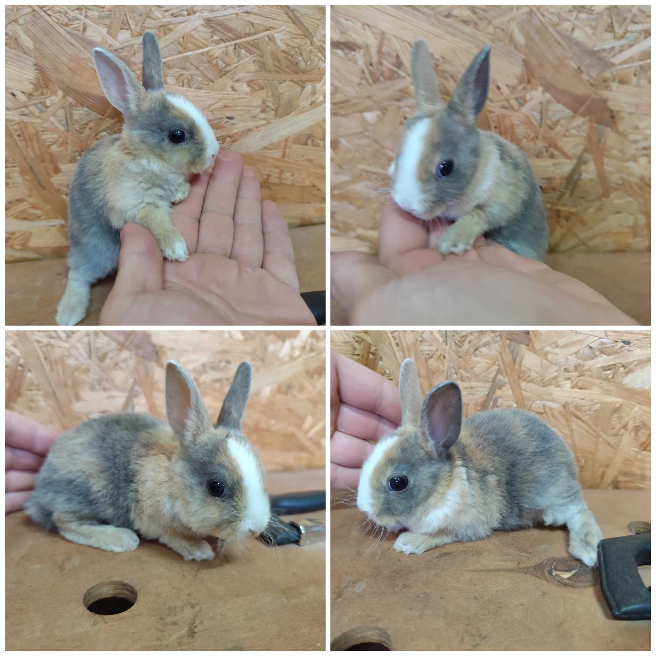 Mini Lop królik karzełek miniaturka rex baranki teddy