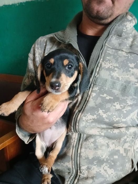 Отдам щенков таксы в хорошие руки, мама такса папа неизвестен