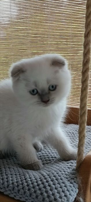 Kotka brytyjska point liliowy