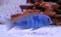 Cicllidios africanos - Cyrtocara Moorii (Blue Golfinho)