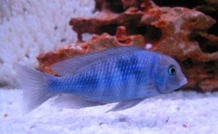 Cicllidios africanos - Cyrtocara Moorii (Blue Golfinho)