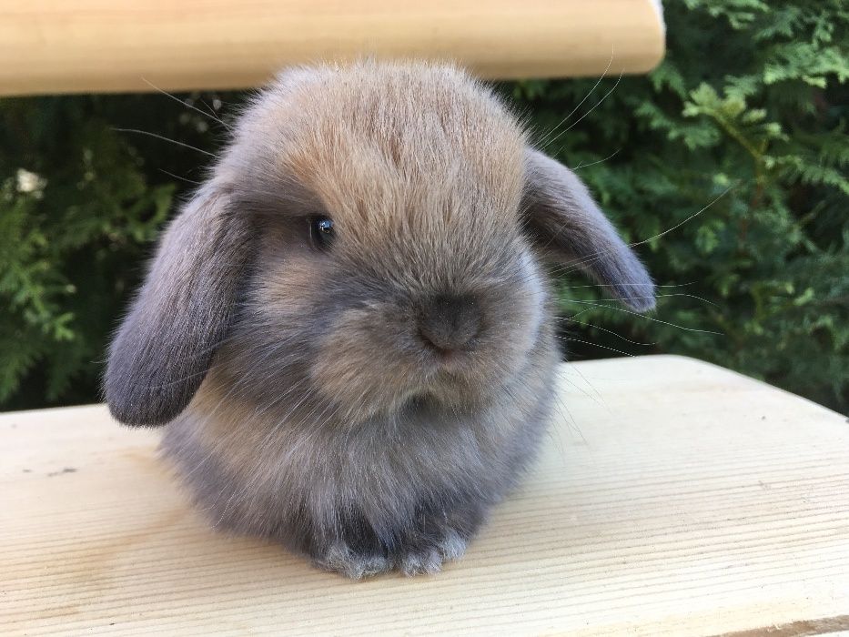 Mini lop małe baranki z metryką mini lopy karzełki nowa cena