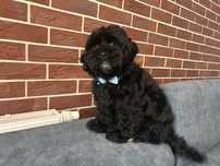 Shihpoo hybryda shih tzu i pudel toy