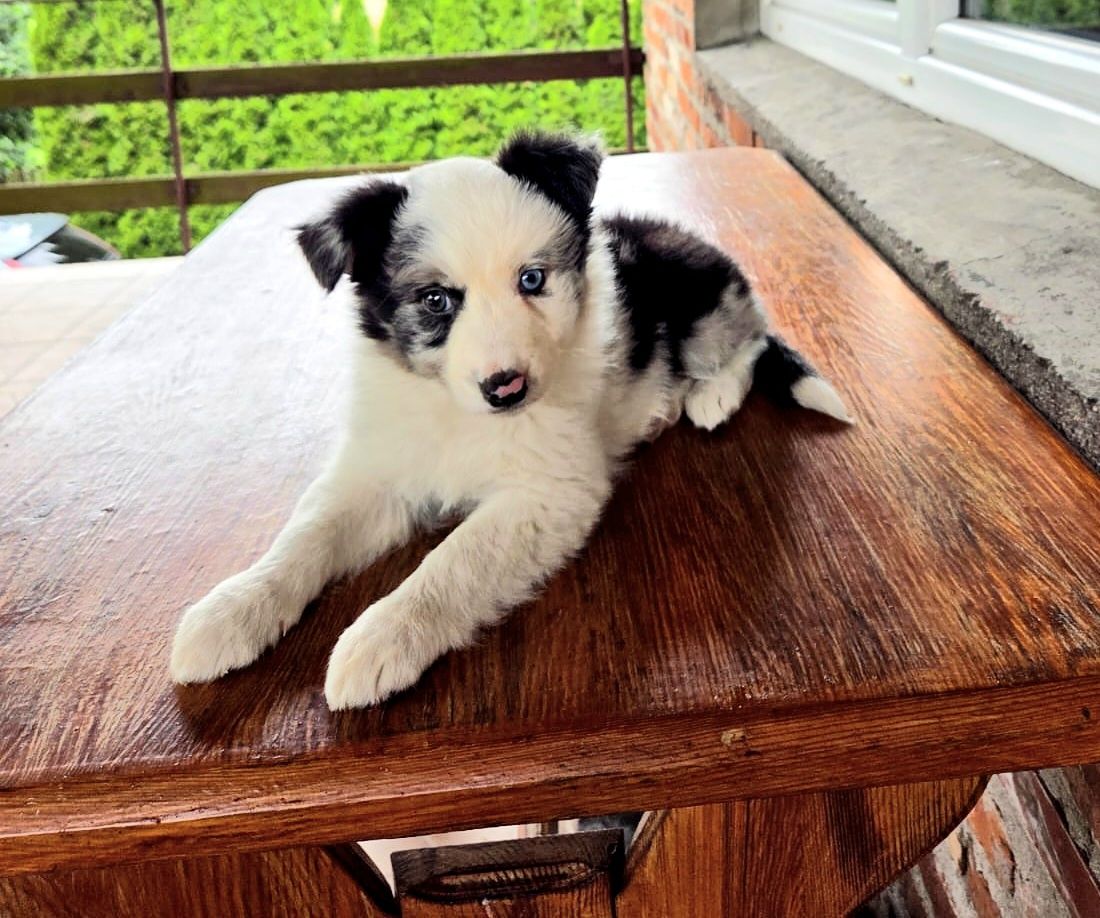 Suczka Border Collie