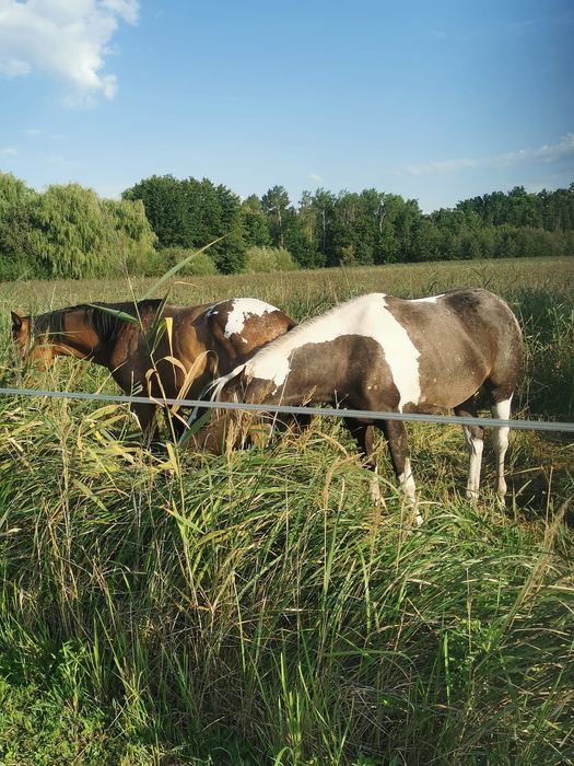 Klacz  malopolska 2 lata