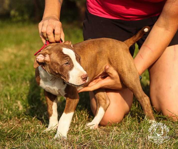 Pit Bull Red Boy- jedyne w Europie import USA
