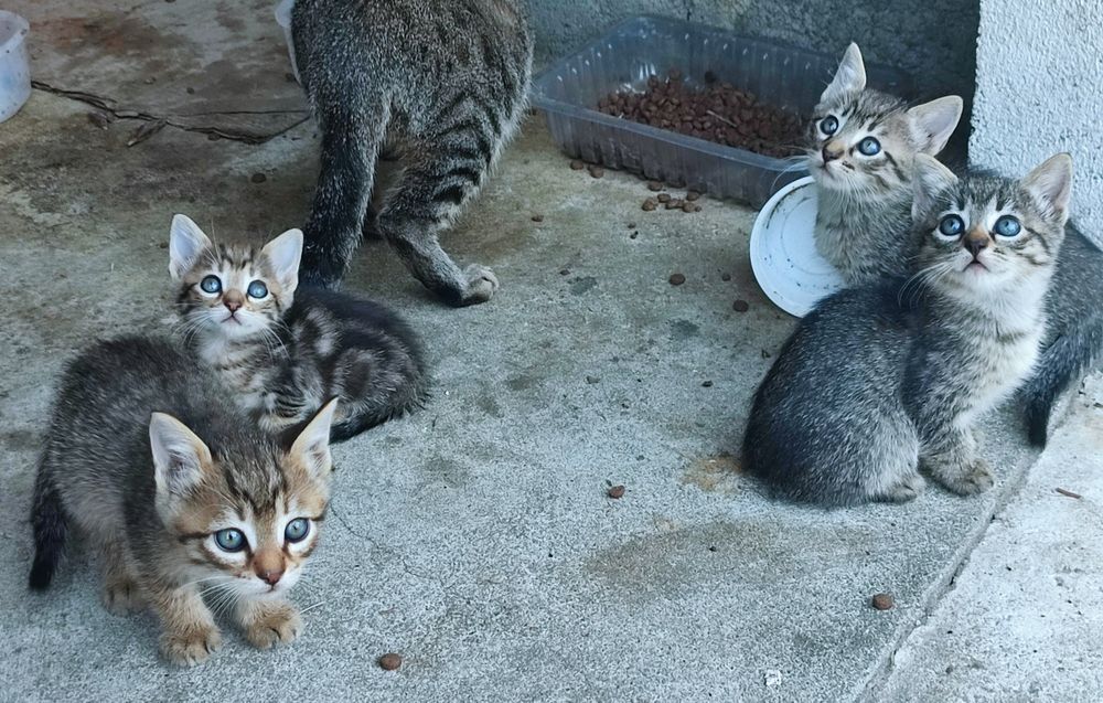 Oito gatinhos adoráveis! (machos e fêmeas)