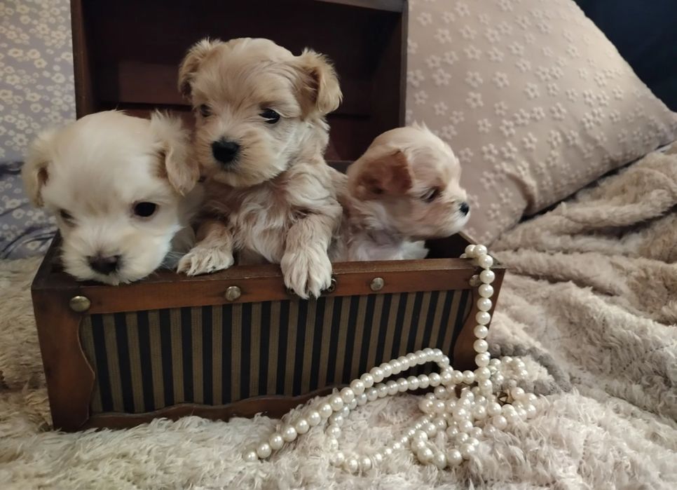 Доставлю в любую точку страны! Мальтипу мини Мальтипу микро Маль типу