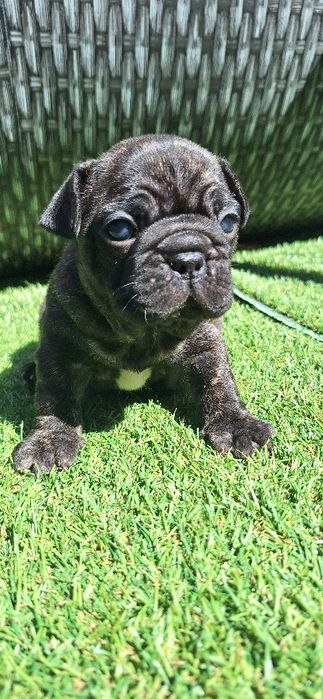 Bulldog Francês Fêmea
