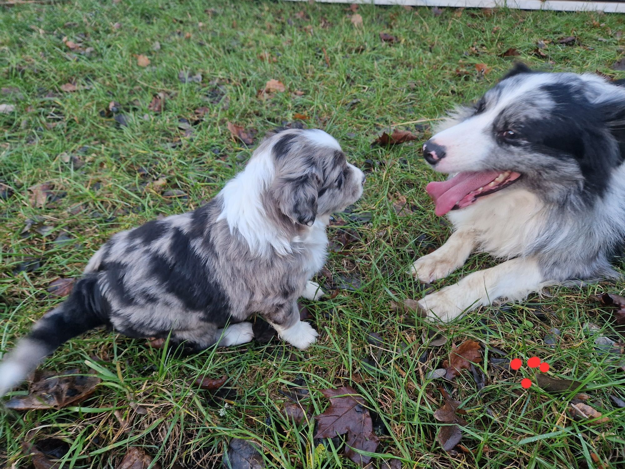 Border Collie piesek blue merle