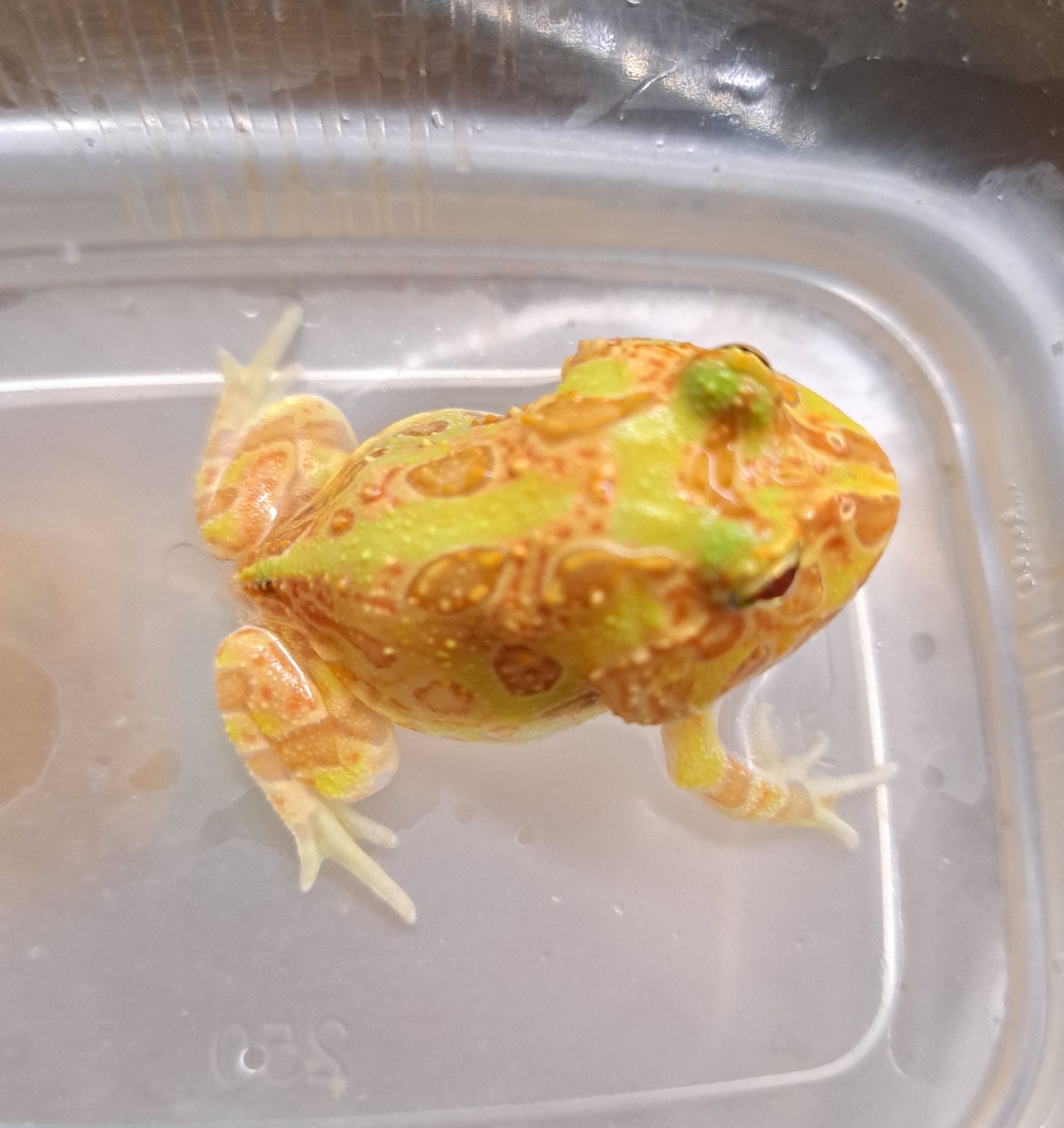 Żaba rogata / Ceratophrys cranwelli / Płazy