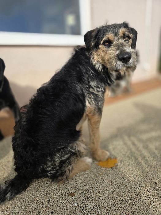 Kochany piesek Uszek szuka domku