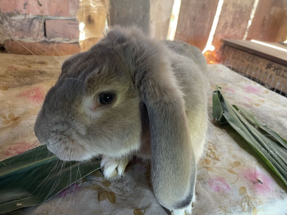 Кролі різних порід і віку