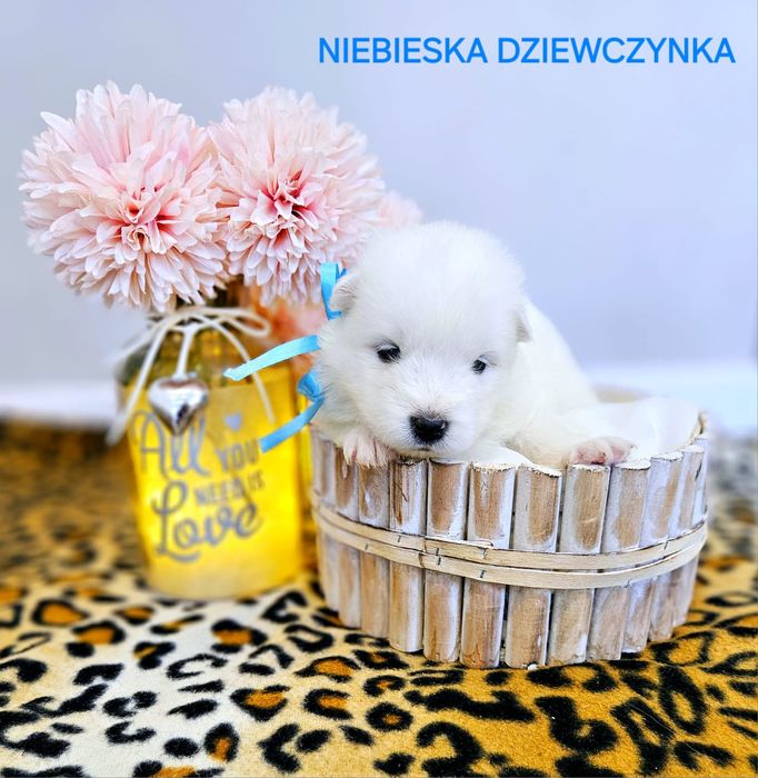 Samoyed suczka ZKwP