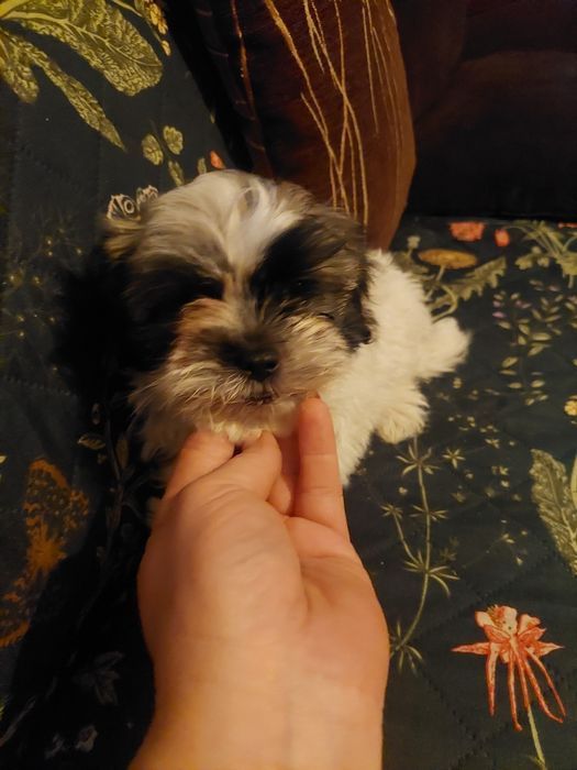 Śliczny szczeniak chlopiec