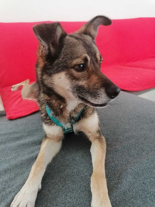 Amor poleca się do adopcji