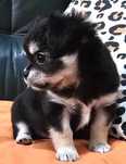 Chihuahua Macho, Cor Preto afogueado. Pêlo comprido. Pedigree.