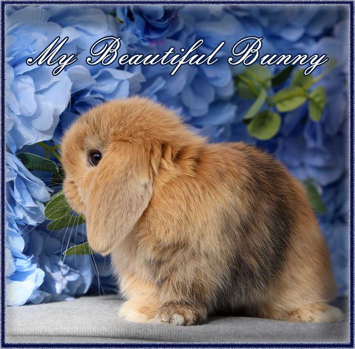 Piękny Króliczek Mini Lop - Orange