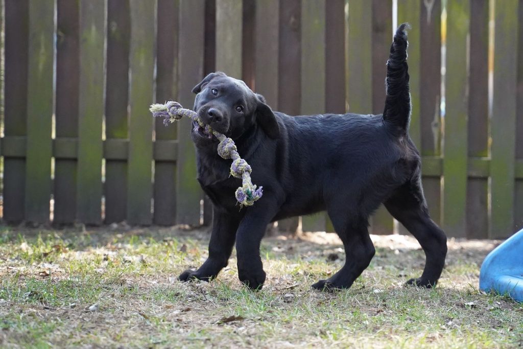 Labrador retriever czarny piesek  Zkwp gotowy do odbioru
