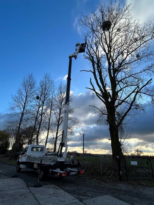 Wycinka drzew Podnośnik koszowy  Korekta Pielęgnacja  Przycinka