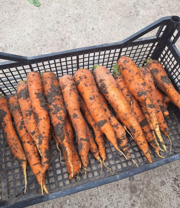 Warzywa od rolnika Marchew pieteuszka Kapusta Seler cebula buraczki