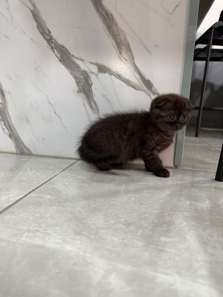 Gatinha Scottish Fold