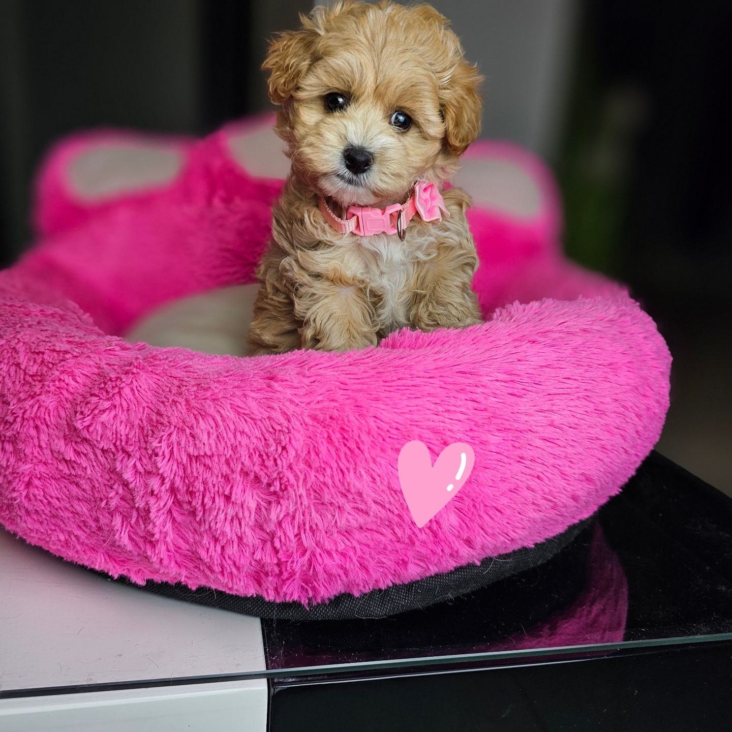 Puchata .Kuleczka Maltipoo