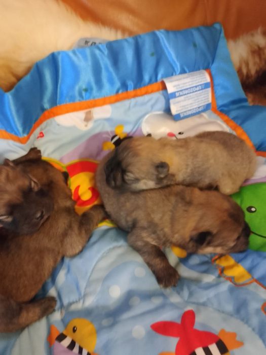 Rudy Piesek Chow Chow Rodowód Rudy Miś POTĘŻNY