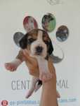 Cachorro Beagle TOP