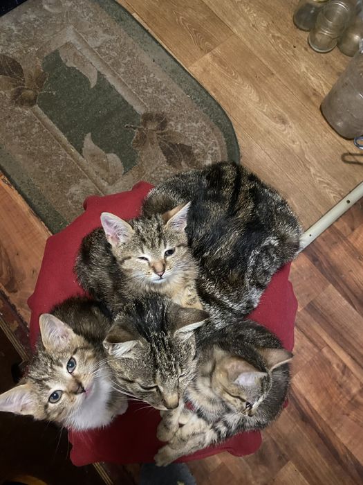 Продам трьох двомісячних породистих котинят