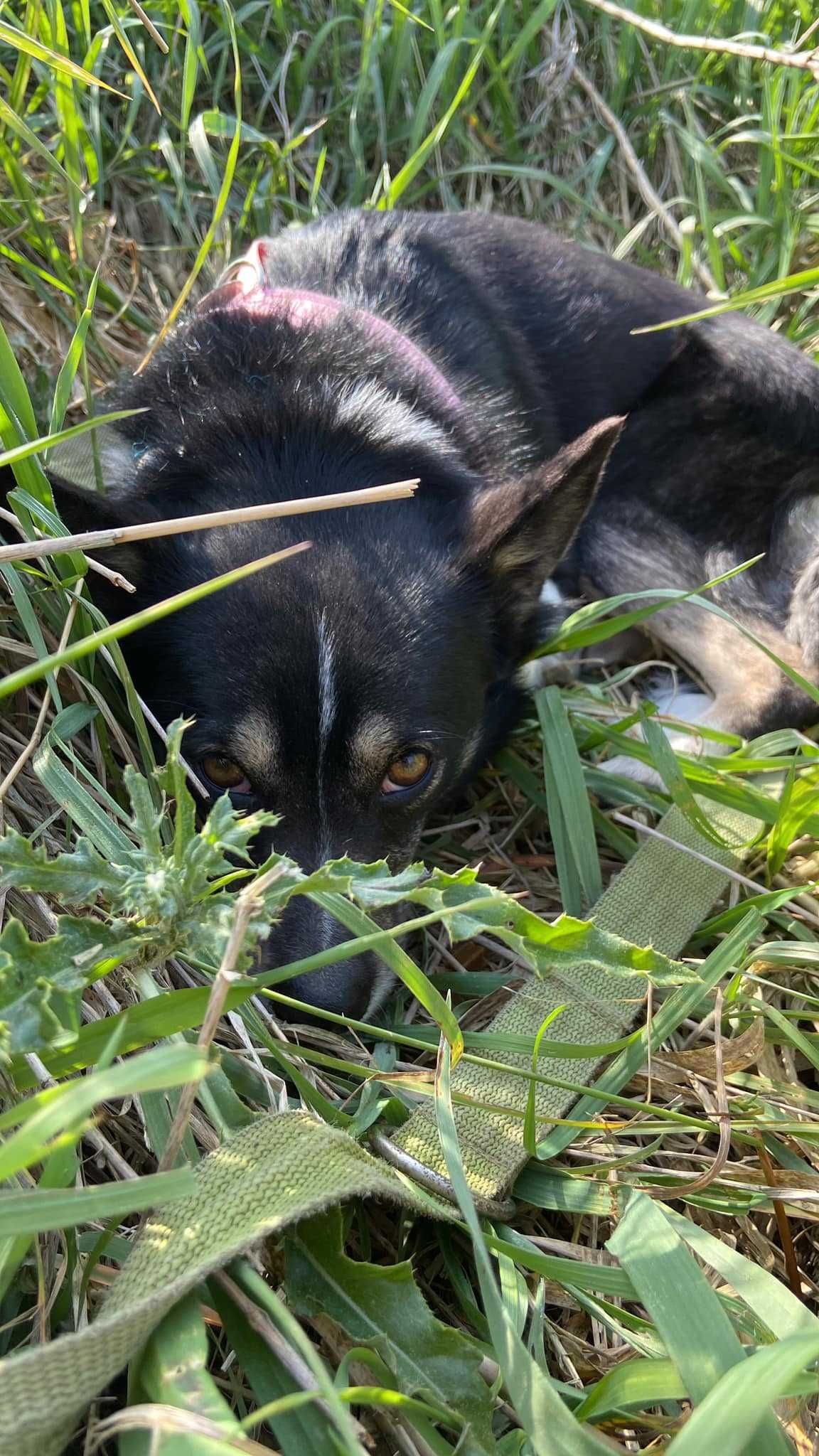 mały słodziak Milka szuka spokojnej rodziny ADOPCJA